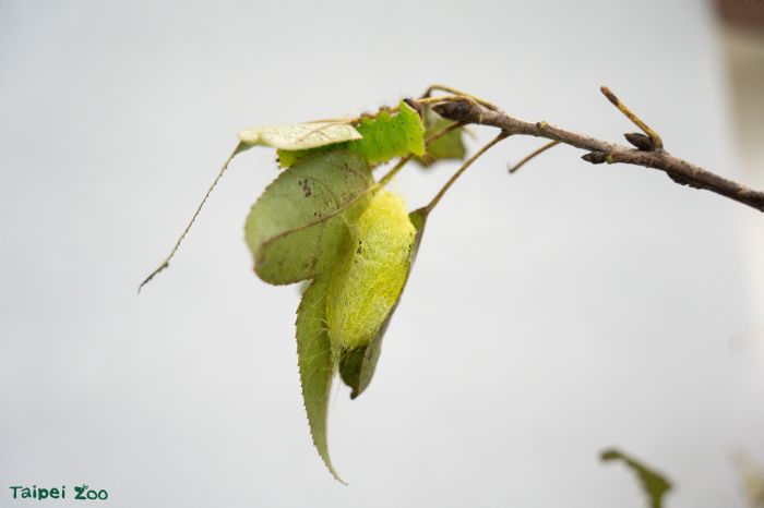 冬日來襲！昆蟲們的溫馨生存智慧：用小小觸角感受世界的冬季生存術
